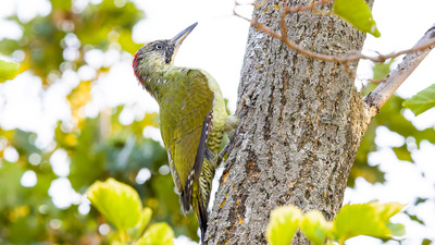 Yeşil Ağaçkakan (Picus viridis) - Kırklareli / Merkez kuş fotoğrafı