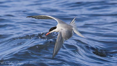 Sumru - Sterna hirundo kuş fotoğrafı