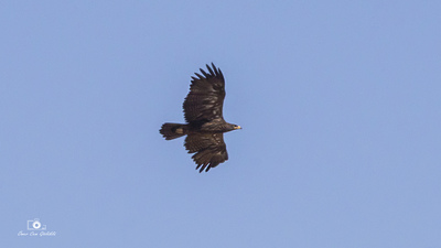 Bozkır Kartalı (Aquila nipalensis) - Konya / Cihanbeyli kuş fotoğrafı