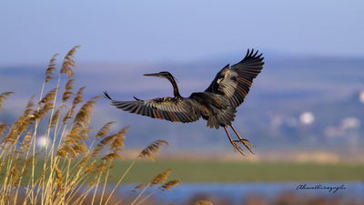 Erguvani Balıkçıl - Ardea purpurea kuş fotoğrafı
