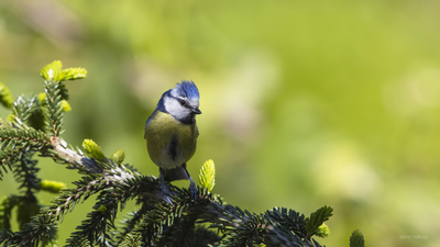 Mavi Baştankara - Cyanistes caeruleus kuş fotoğrafı