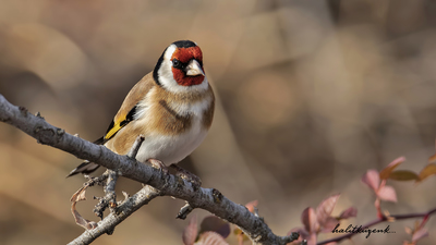 Saka - Carduelis carduelis kuş fotoğrafı