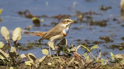 Mavigerdan - Luscinia svecica kuş fotoğrafı