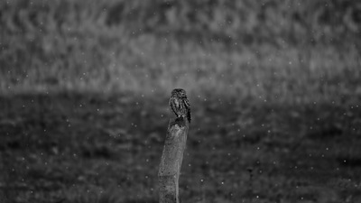 Kukumav - Athene noctua kuş fotoğrafı