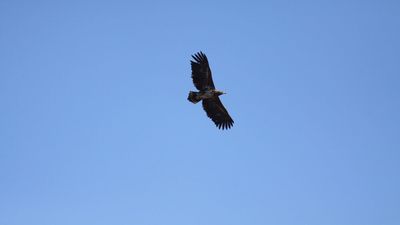 Akkuyruklu Kartal