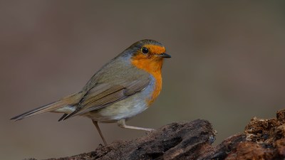 Kızılgerdan - Erithacus rubecula kuş fotoğrafı