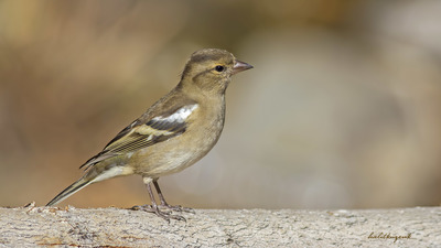 İspinoz
