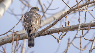 Atmaca