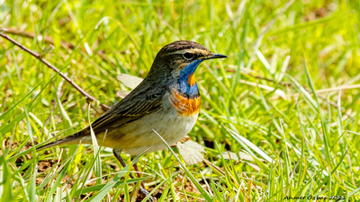 Mavigerdan