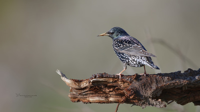 Sığırcık (Sturnus vulgaris) - Denizli / Honaz kuş fotoğrafı