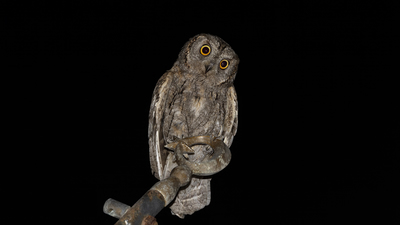 İshakkuşu (Otus scops) - Malatya / Yeşilyurt kuş fotoğrafı