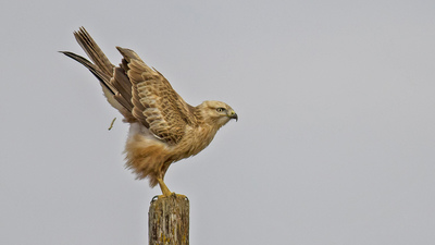 Kızıl Şahin - Buteo rufinus kuş fotoğrafı