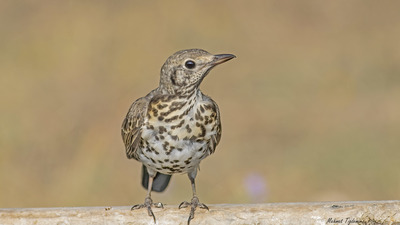 Ökse Ardıcı - Turdus viscivorus kuş fotoğrafı