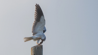 Ak Çaylak - Elanus caeruleus kuş fotoğrafı