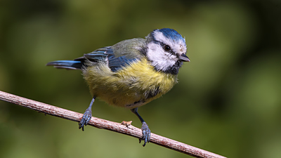 Mavi Baştankara (Cyanistes caeruleus) - Denizli / Merkezefendi kuş fotoğrafı