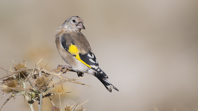 Saka (Carduelis carduelis) - Malatya / Akçadağ kuş fotoğrafı
