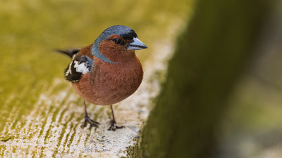 İspinoz (Fringilla coelebs) - Trabzon / Of kuş fotoğrafı