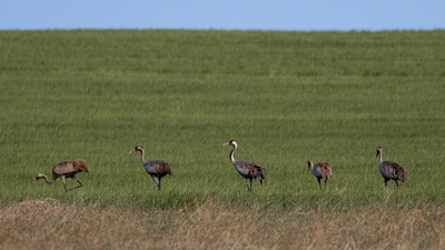 Turna - Grus grus kuş fotoğrafı