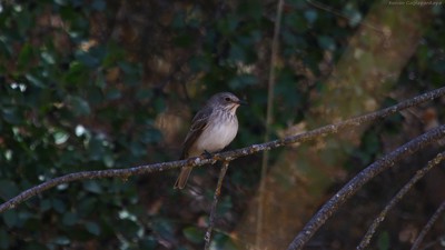 Benekli Sinekkapan (Muscicapa striata) - Ankara / Gölbaşı kuş fotoğrafı