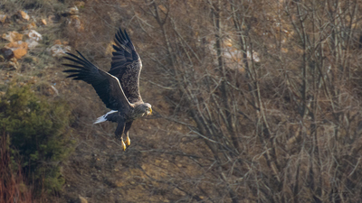 Akkuyruklu Kartal - Haliaeetus albicilla kuş fotoğrafı