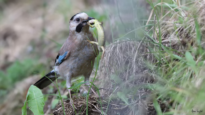 Alakarga - Garrulus glandarius kuş fotoğrafı