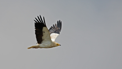 Küçük Akbaba - Neophron percnopterus kuş fotoğrafı