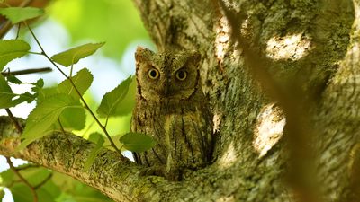 İshakkuşu - Otus scops kuş fotoğrafı