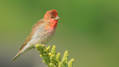 Çütre - Carpodacus erythrinus kuş fotoğrafı