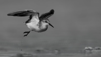 Küçük Kumkuşu (Calidris minuta) - KKTC / Lefkoşa kuş fotoğrafı