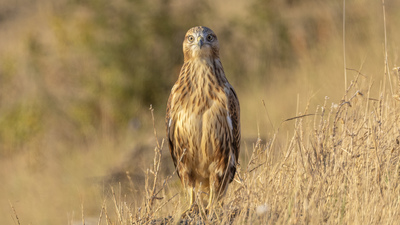 Kızıl Şahin - Buteo rufinus kuş fotoğrafı