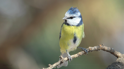 Mavi Baştankara (Cyanistes caeruleus) - Ankara / Çubuk kuş fotoğrafı