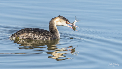 Bahri - Podiceps cristatus kuş fotoğrafı