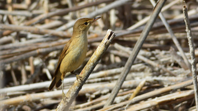 Saz Kamışçını (Acrocephalus scirpaceus) - Ankara / Gölbaşı kuş fotoğrafı