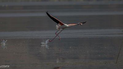 Flamingo