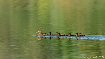 Yeşilbaş - Anas platyrhynchos kuş fotoğrafı
