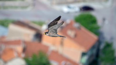 Gök Doğan - Falco peregrinus kuş fotoğrafı