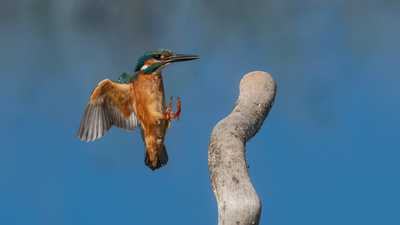 Yalıçapkını - Alcedo atthis