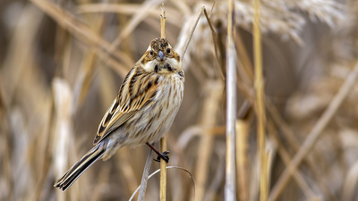 Bataklık Çintesi - Emberiza schoeniclus kuş fotoğrafı