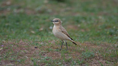 Boz Kuyrukkakan - Oenanthe isabellina kuş fotoğrafı