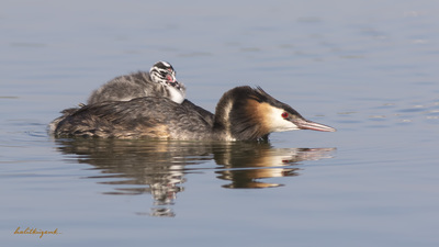 Bahri (Podiceps cristatus) - Ankara / Gölbaşı kuş fotoğrafı