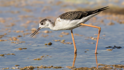 Uzunbacak (Himantopus himantopus) - Edirne / Enez kuş fotoğrafı