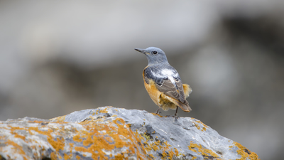 Taşkızılı (Monticola saxatilis) - Kayseri / Yahyalı kuş fotoğrafı