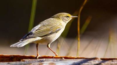 Söğütbülbülü (Phylloscopus trochilus) - Burdur / Merkez kuş fotoğrafı