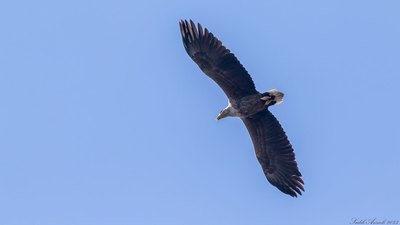 Akkuyruklu Kartal