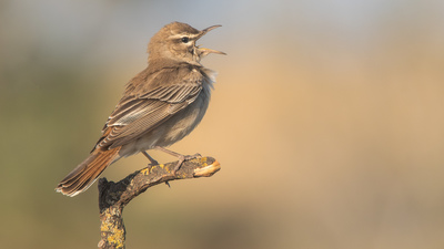 Çalıbülbülü