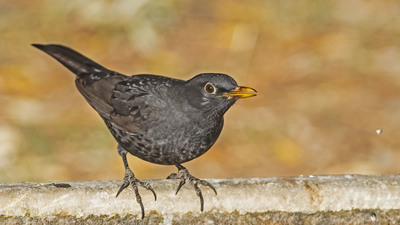 Karatavuk