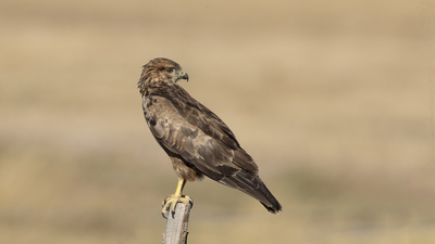 Şahin - Buteo buteo kuş fotoğrafı