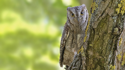İshakkuşu - Otus scops kuş fotoğrafı