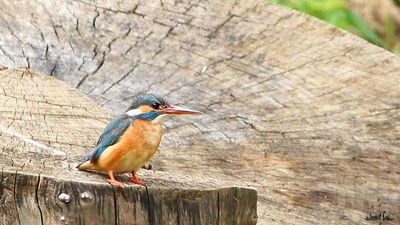Yalıçapkını - Alcedo atthis kuş fotoğrafı