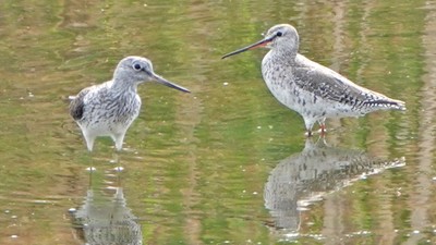 Kara Kızılbacak (Tringa erythropus) - Çanakkale / Ezine kuş fotoğrafı